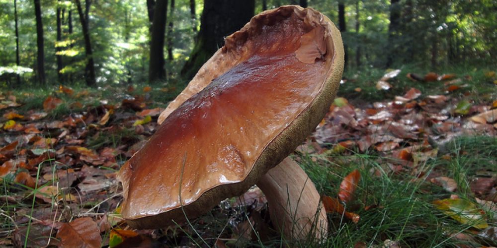 Promenades forestières à la cueillette aux champignons